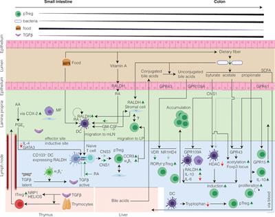 Intestinal Regulatory T Cells as Specialized Tissue-Restricted Immune Cells in Intestinal Immune Homeostasis and Disease